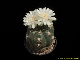 Gymnocalycium megalothelon B115 268